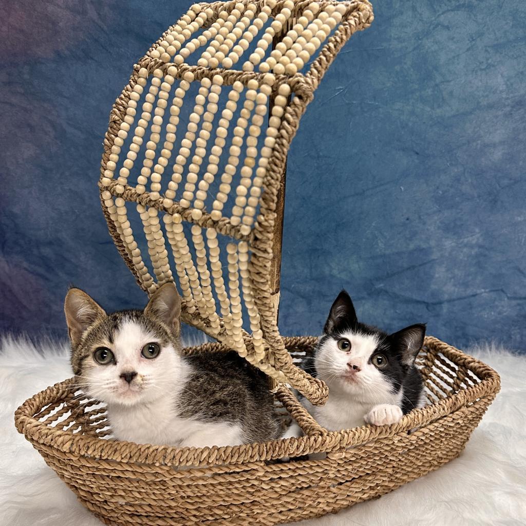 Dumpling, an adoptable Domestic Short Hair, Munchkin in Jupiter, FL, 33458 | Photo Image 6