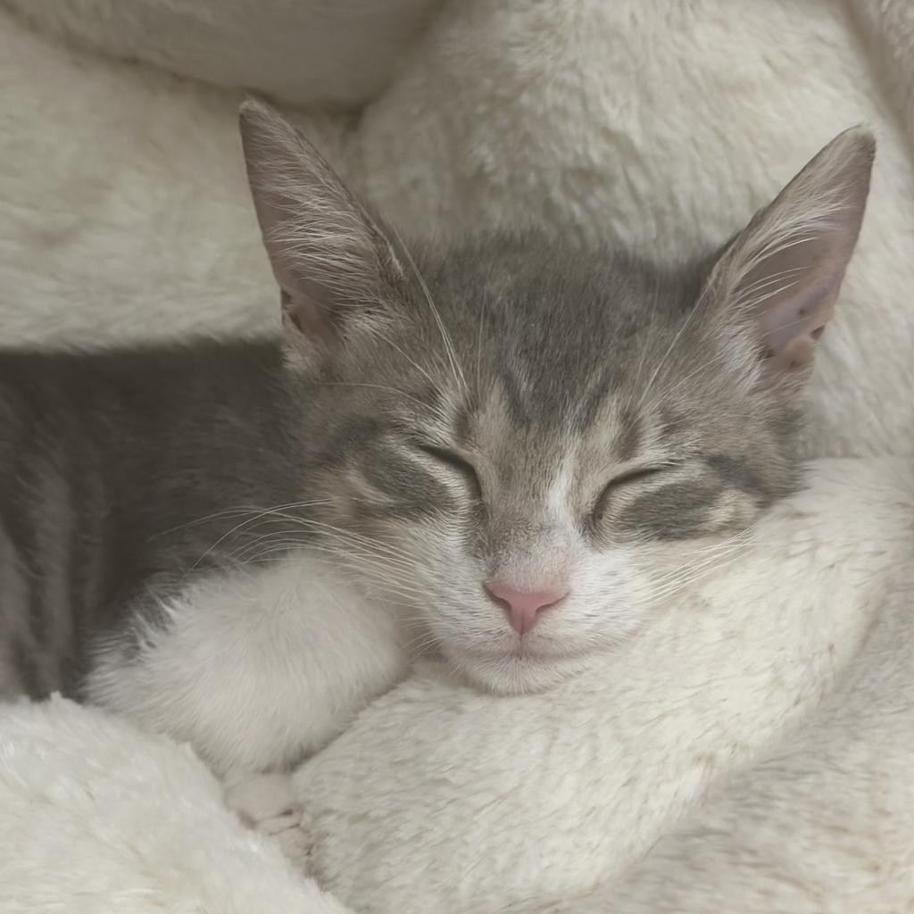 Gia