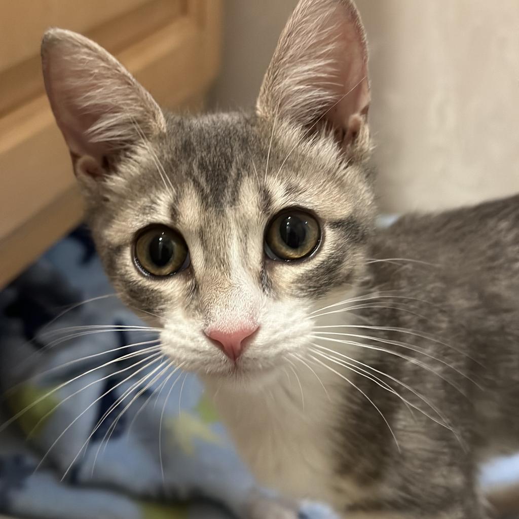 Gia