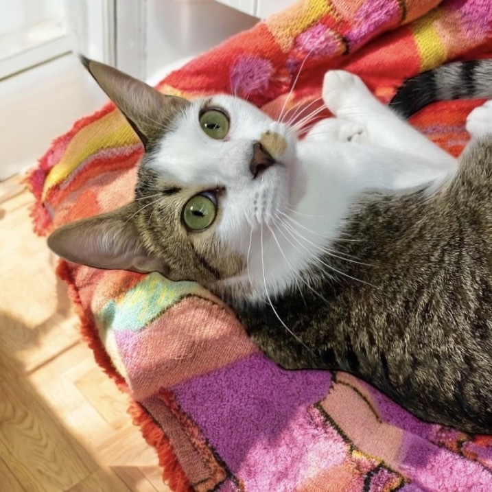 Potsticker, an adoptable Munchkin, Domestic Short Hair in Jupiter, FL, 33458 | Photo Image 1