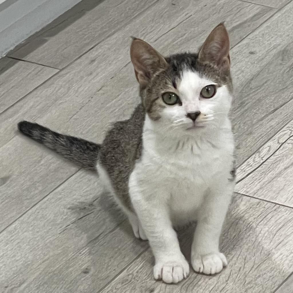 Potsticker, an adoptable Munchkin, Domestic Short Hair in Jupiter, FL, 33458 | Photo Image 2