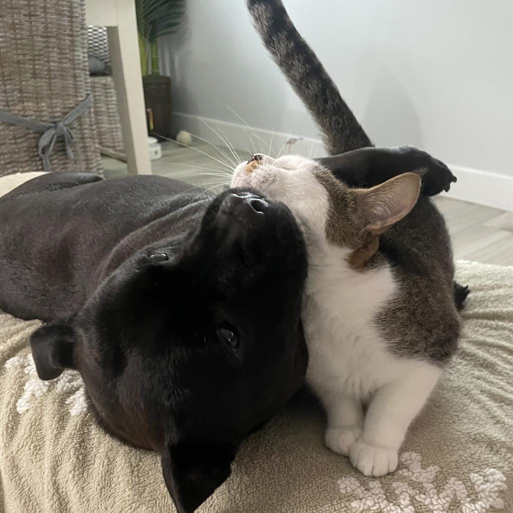 Potsticker, an adoptable Munchkin, Domestic Short Hair in Jupiter, FL, 33458 | Photo Image 3