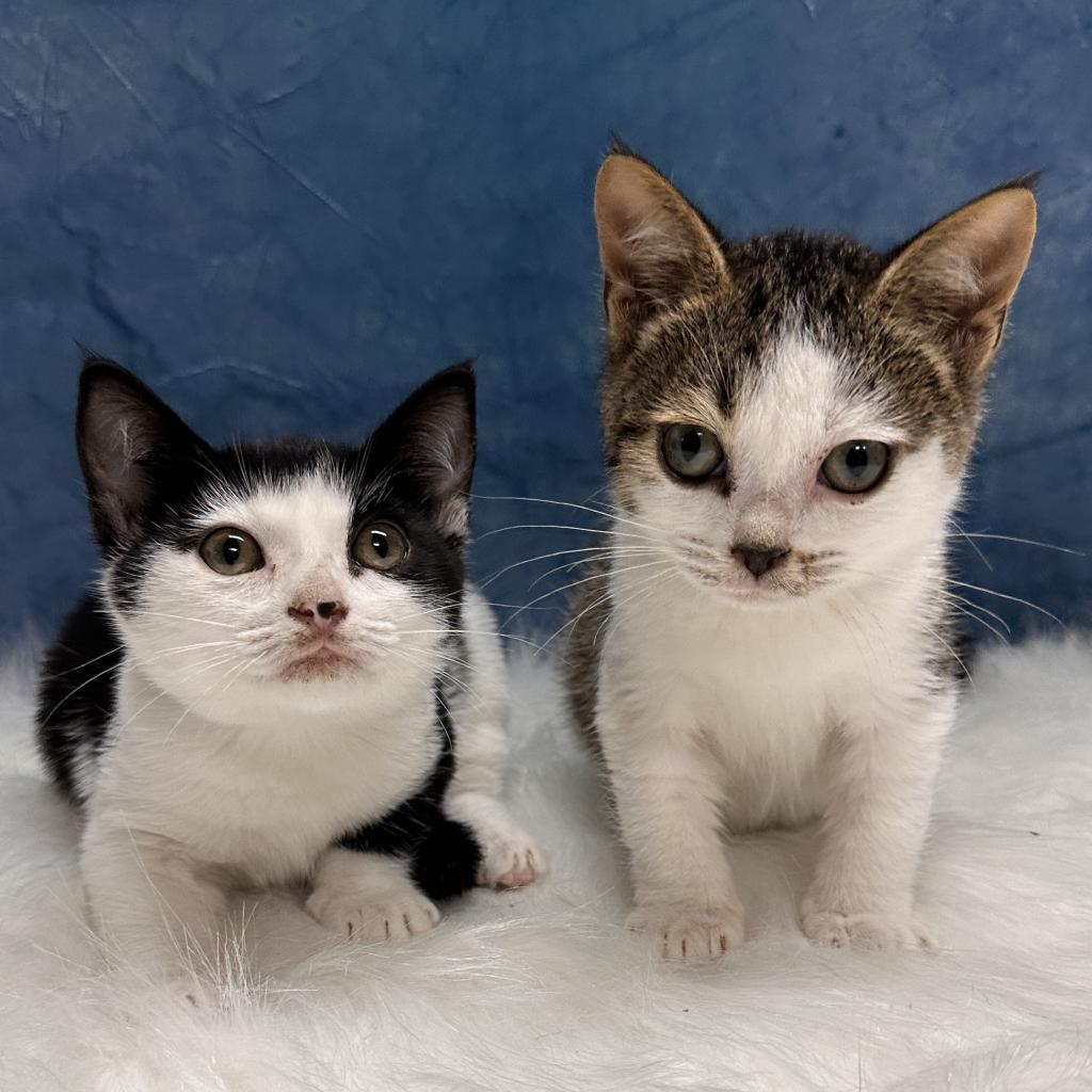 Potsticker, an adoptable Munchkin, Domestic Short Hair in Jupiter, FL, 33458 | Photo Image 5