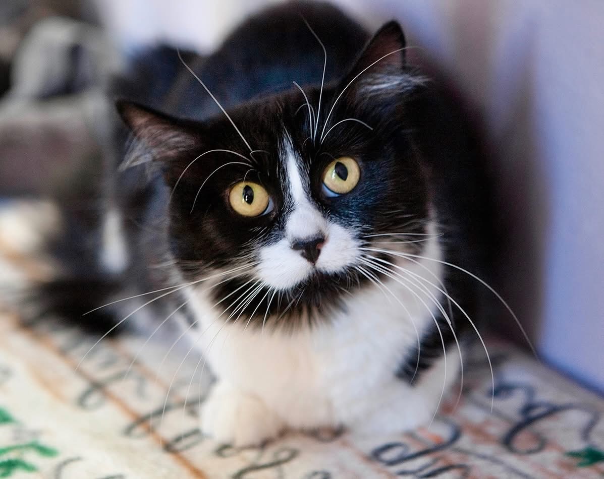 Mama Bee, an adoptable Domestic Medium Hair in Lakewood, CO, 80215 | Photo Image 1