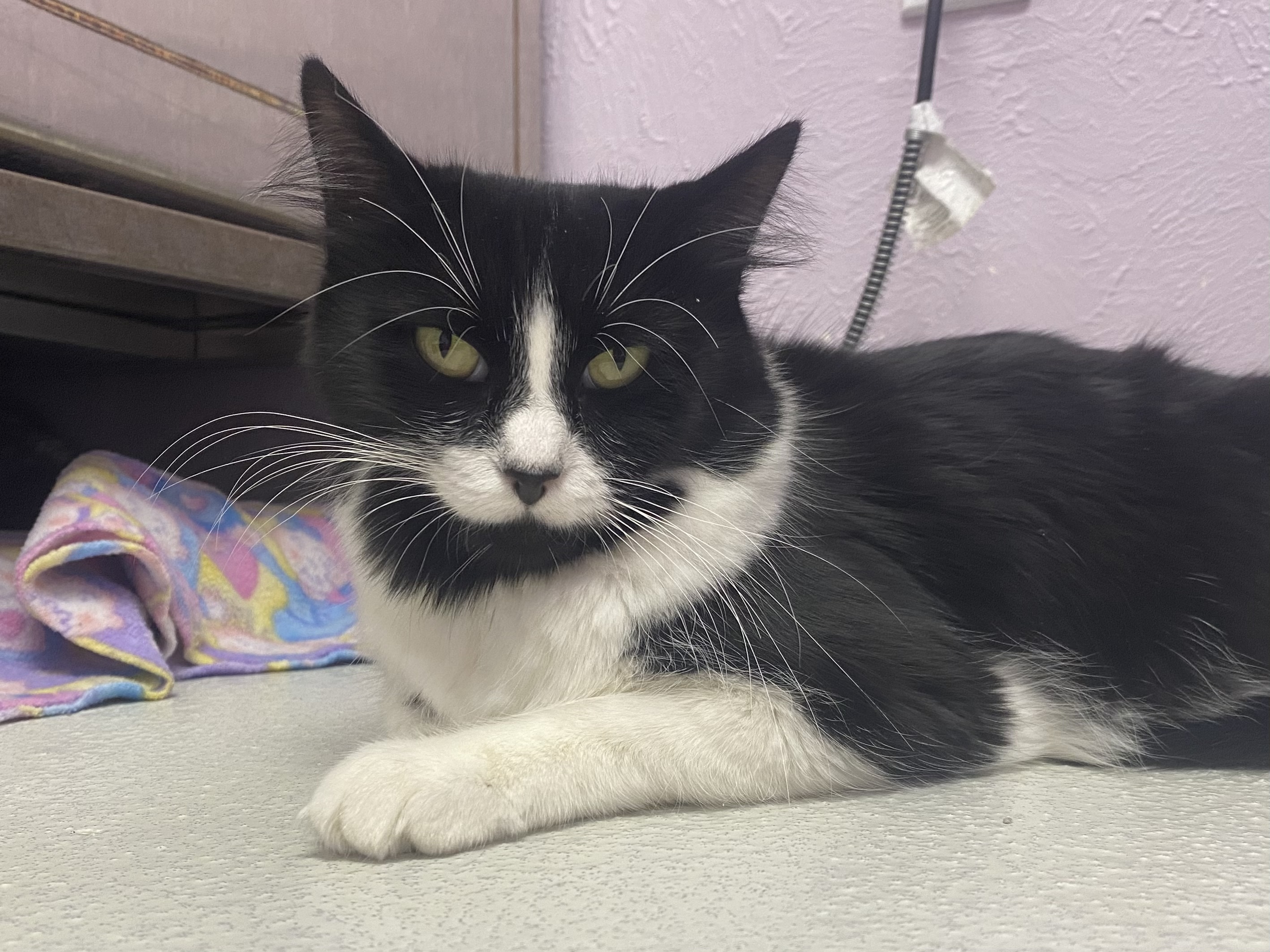 Mama Bee, an adoptable Domestic Medium Hair in Lakewood, CO, 80215 | Photo Image 2