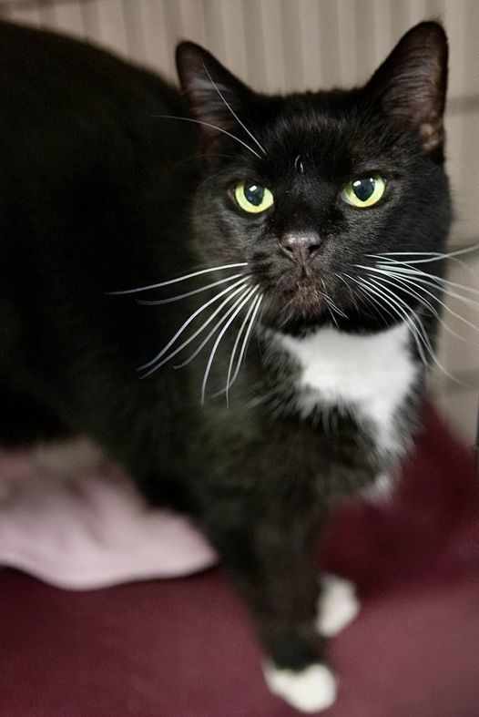Reverend, an adoptable Domestic Short Hair in Lakewood, CO, 80215 | Photo Image 1