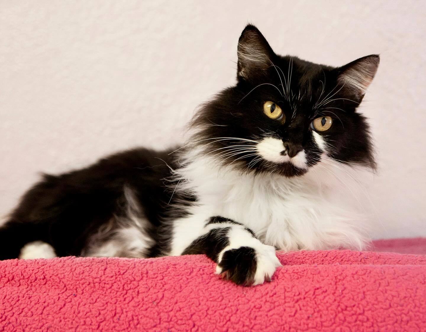 Josie, an adoptable Domestic Long Hair in Lakewood, CO, 80215 | Photo Image 1