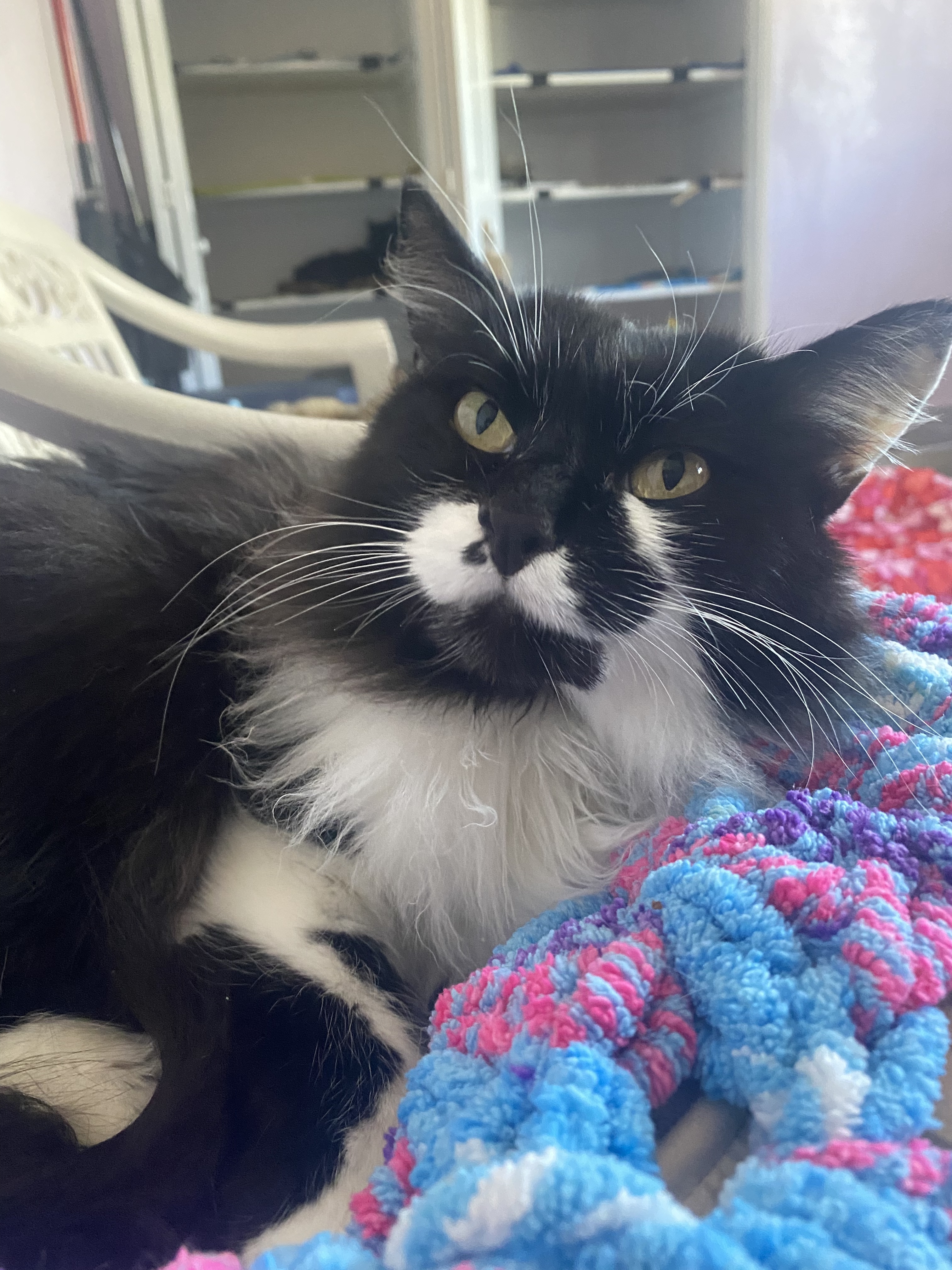 Josie, an adoptable Domestic Long Hair in Lakewood, CO, 80215 | Photo Image 2