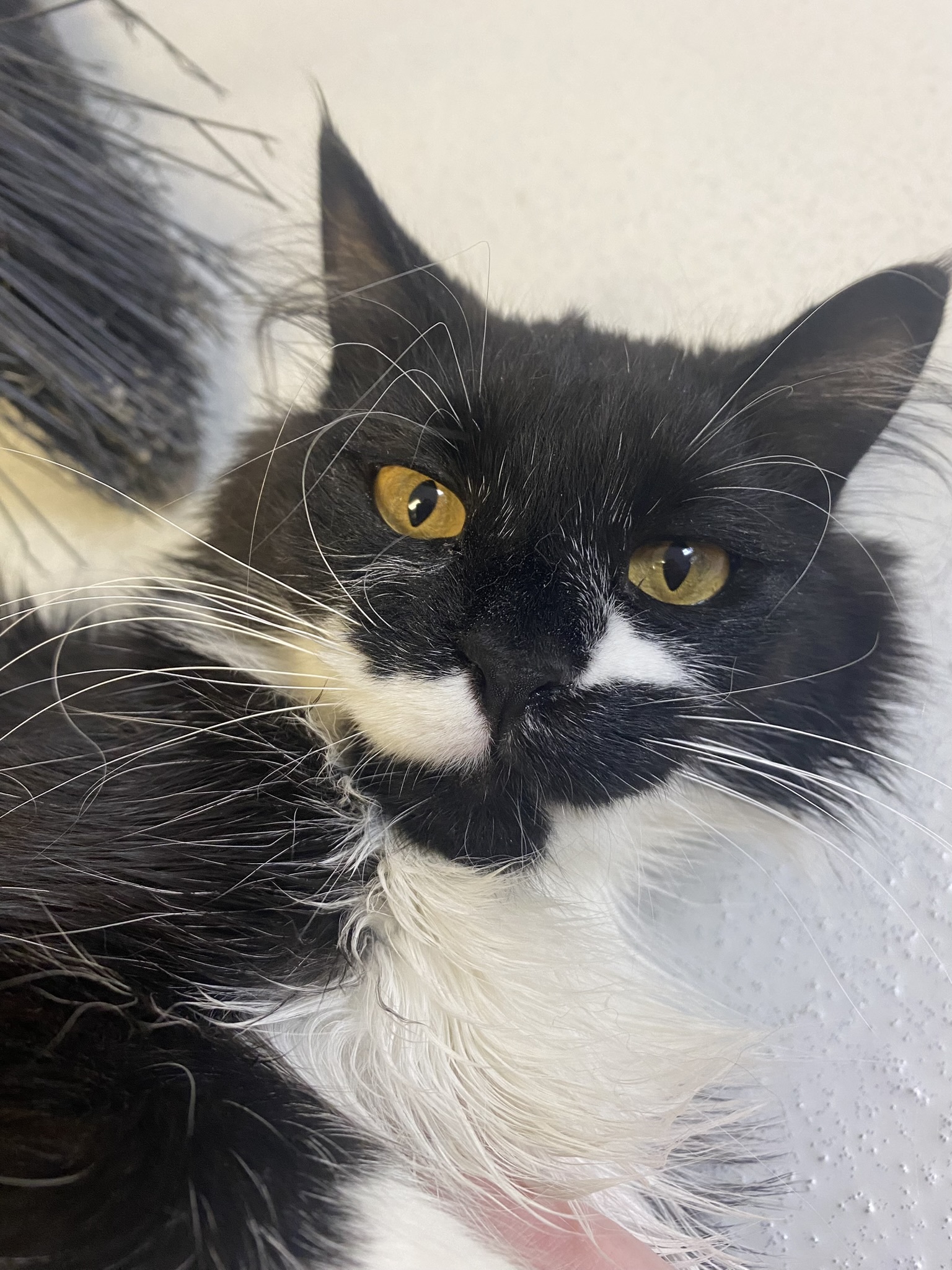 Pistachio, an adoptable Domestic Medium Hair in Lakewood, CO, 80215 | Photo Image 1