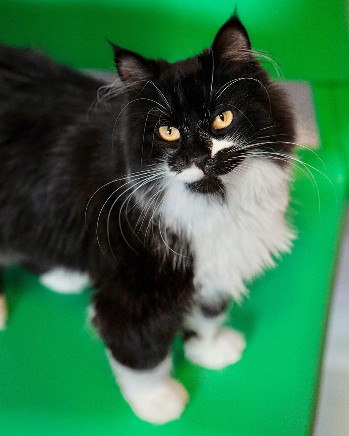 Pistachio, an adoptable Domestic Medium Hair in Lakewood, CO, 80215 | Photo Image 2