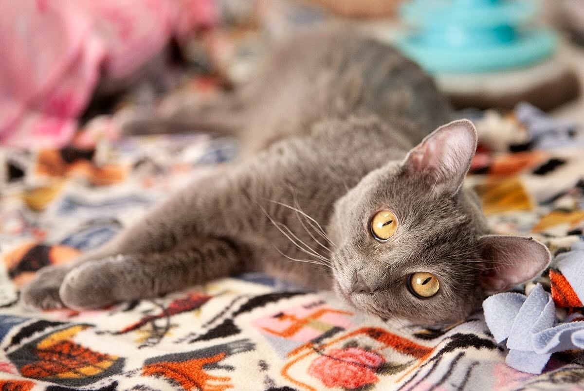Brooklyn, an adoptable Domestic Short Hair in Lakewood, CO, 80215 | Photo Image 1