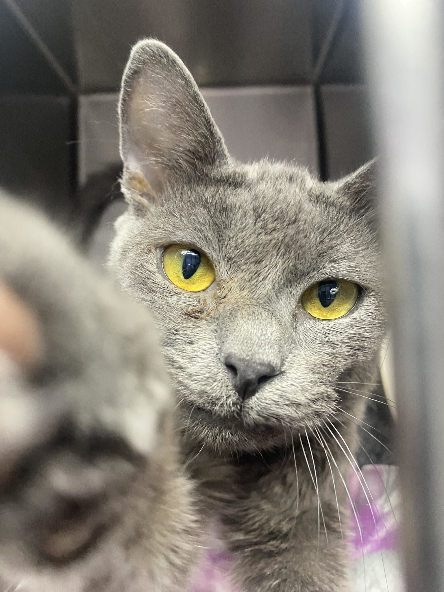 Brooklyn, an adoptable Domestic Short Hair in Lakewood, CO, 80215 | Photo Image 2