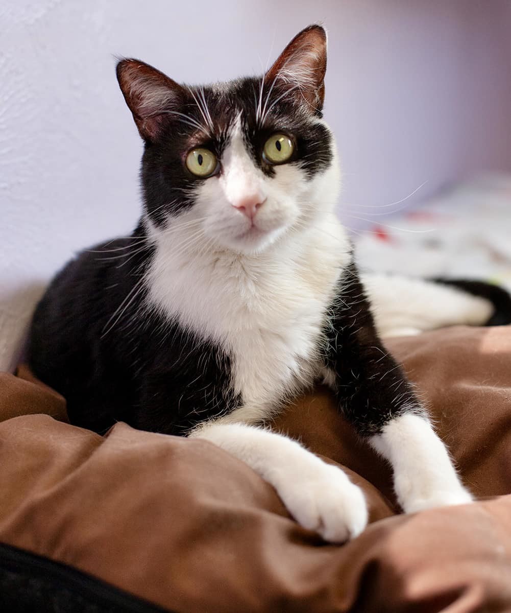 Monji, an adoptable Domestic Short Hair in Lakewood, CO, 80215 | Photo Image 1