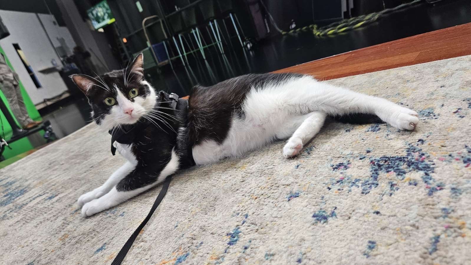 Monji, an adoptable Domestic Short Hair in Lakewood, CO, 80215 | Photo Image 2