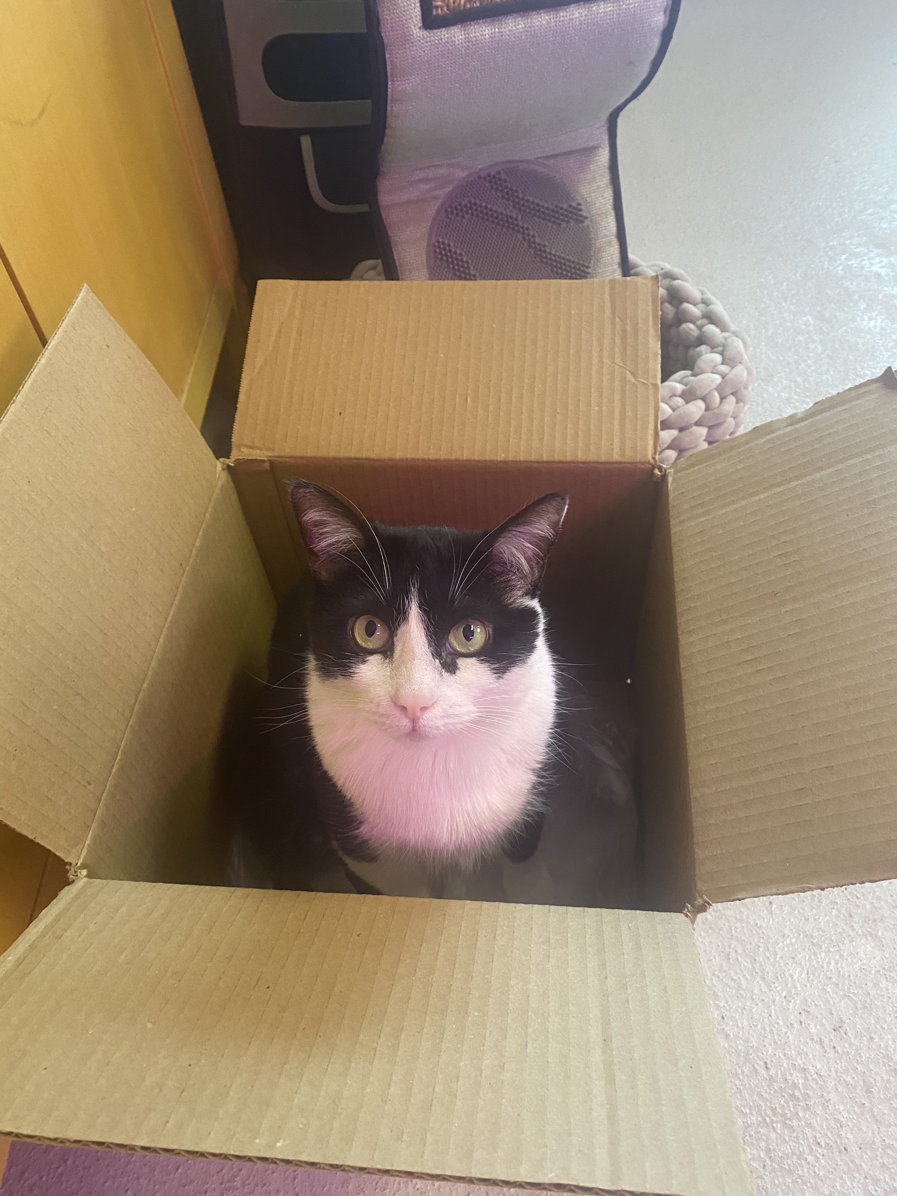 Monji, an adoptable Domestic Short Hair in Lakewood, CO, 80215 | Photo Image 3