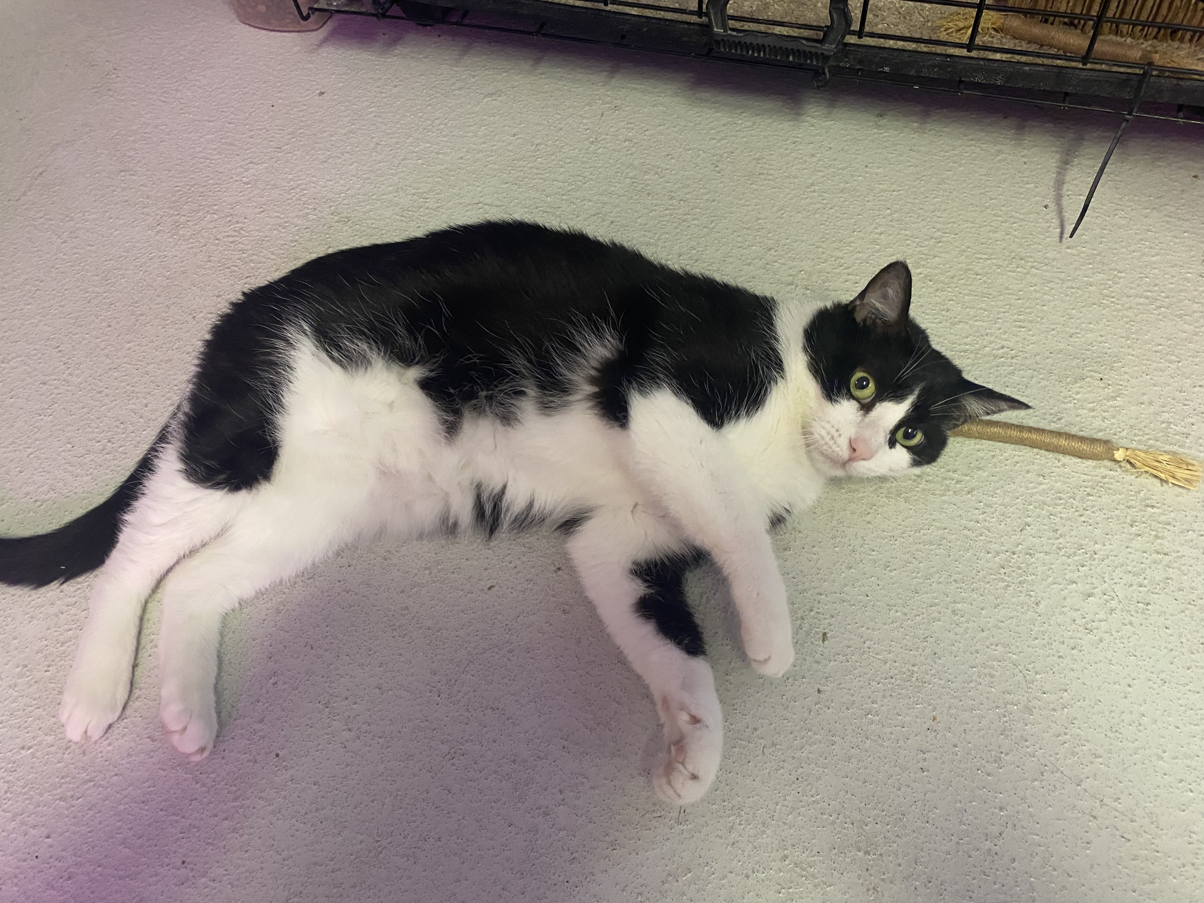 Monji, an adoptable Domestic Short Hair in Lakewood, CO, 80215 | Photo Image 4