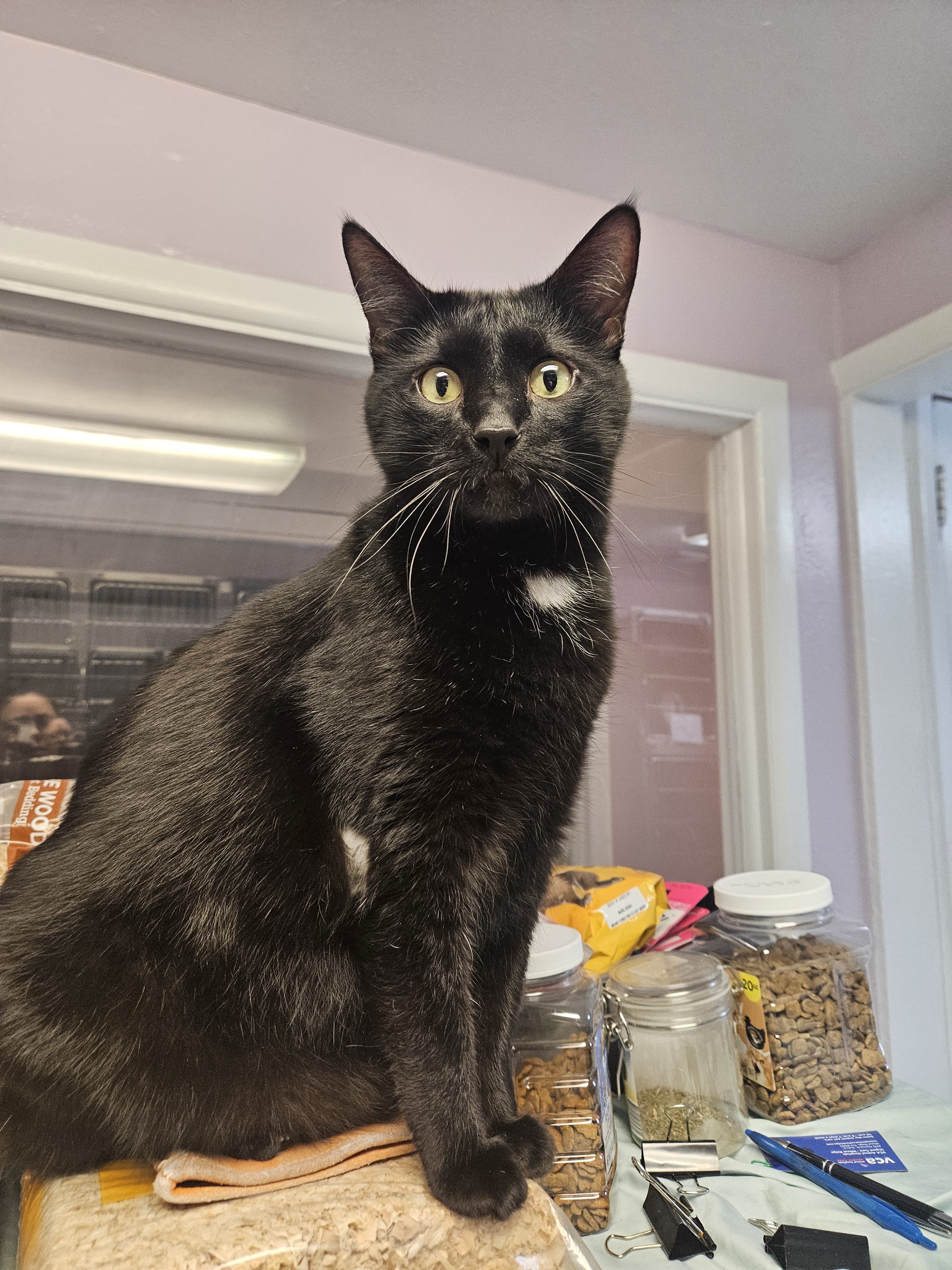 Remus, an adoptable Domestic Short Hair in Lakewood, CO, 80215 | Photo Image 1