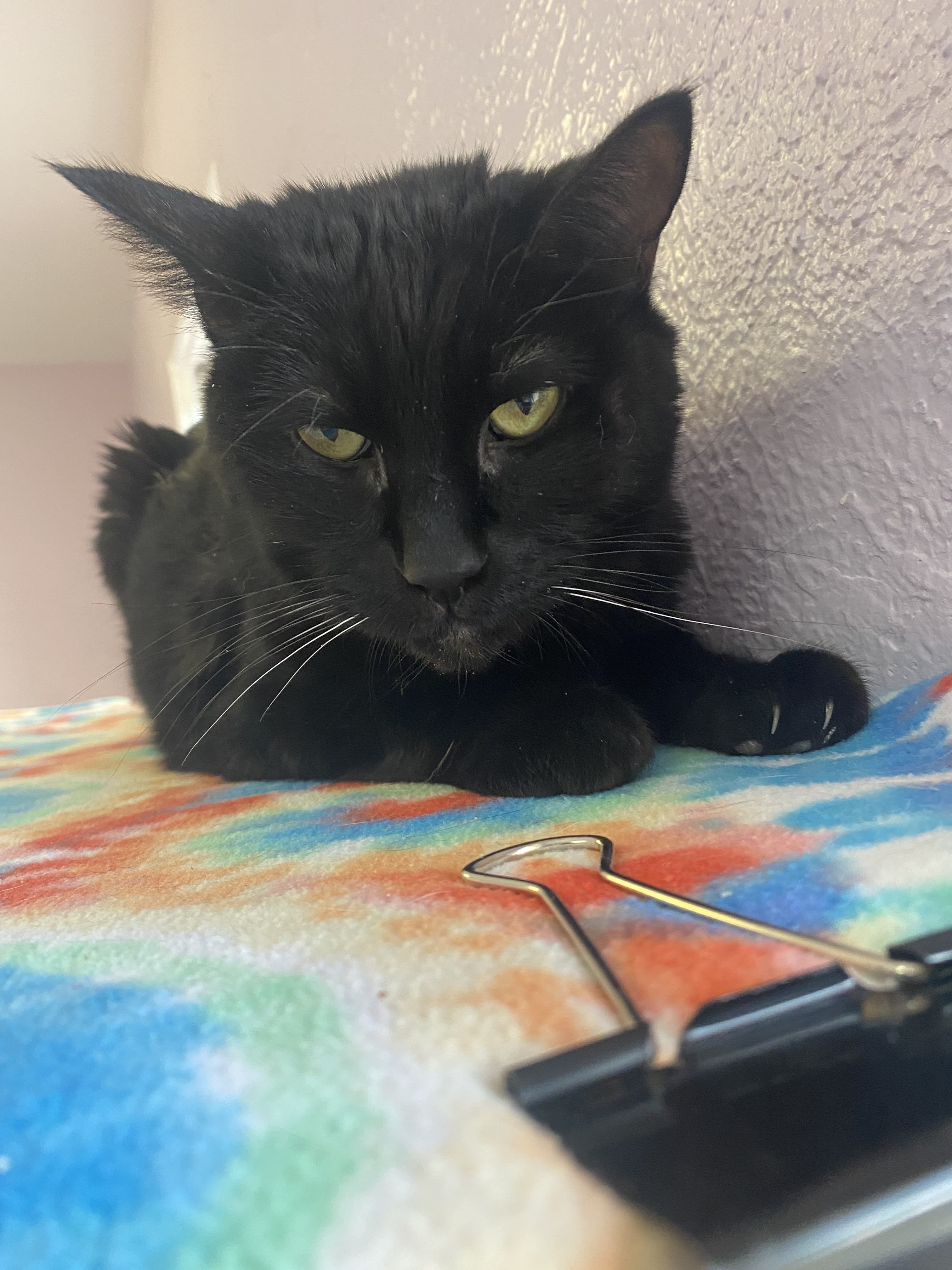 Tasha, an adoptable Domestic Short Hair in Lakewood, CO, 80215 | Photo Image 1