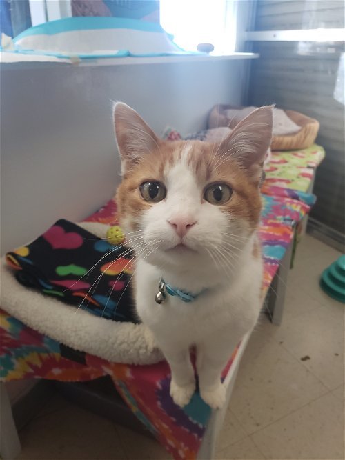 Jack, an adoptable Manx, Domestic Short Hair in Lakewood, CO, 80215 | Photo Image 1