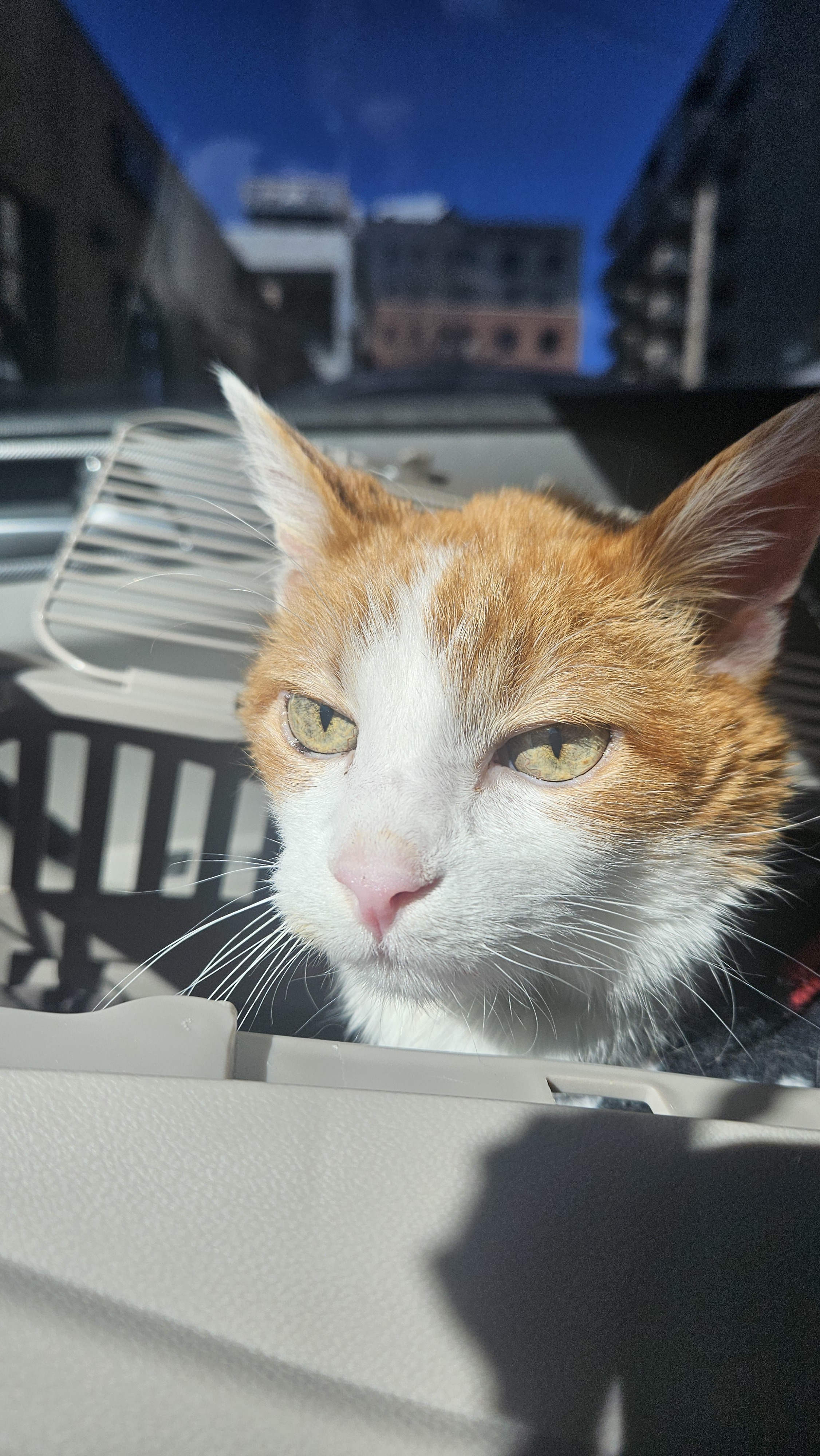 Jack, an adoptable Manx, Domestic Short Hair in Lakewood, CO, 80215 | Photo Image 2