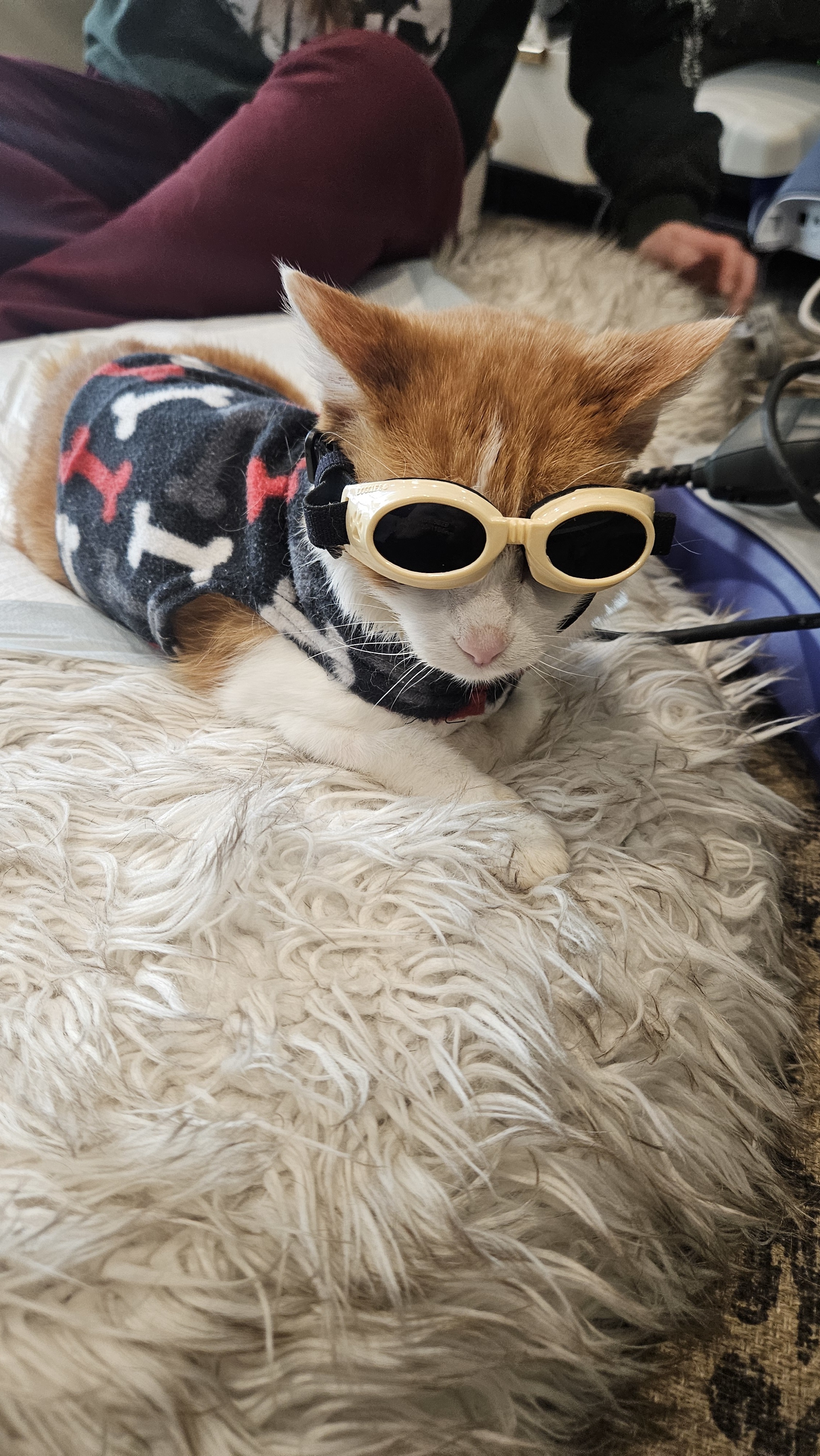 Jack, an adoptable Manx, Domestic Short Hair in Lakewood, CO, 80215 | Photo Image 3