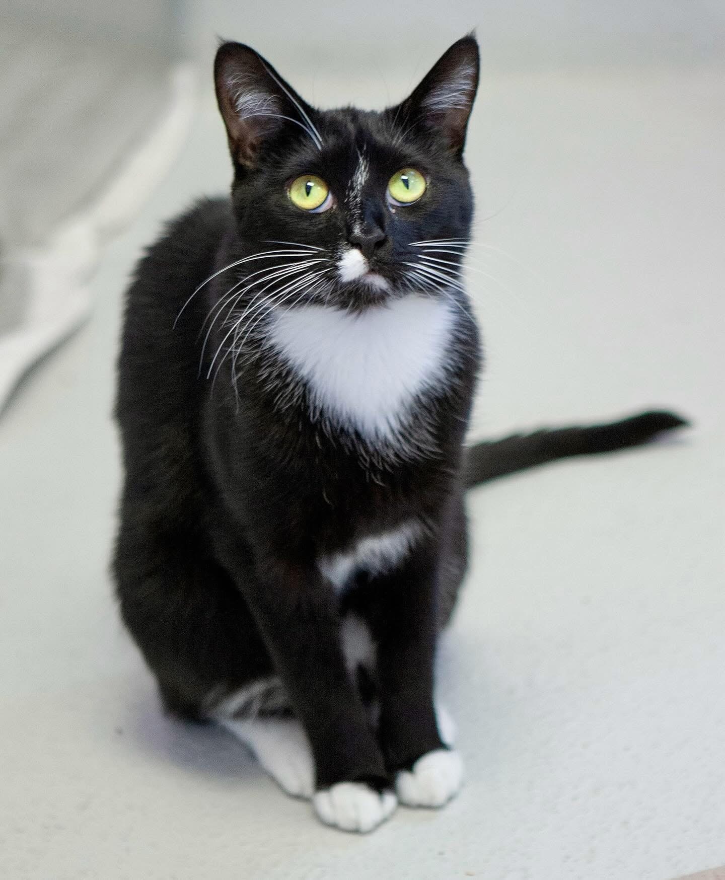 Huckleberry, an adoptable Domestic Short Hair in Lakewood, CO, 80215 | Photo Image 1