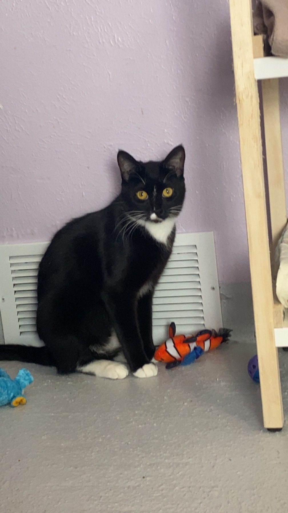 Huckleberry, an adoptable Domestic Short Hair in Lakewood, CO, 80215 | Photo Image 2