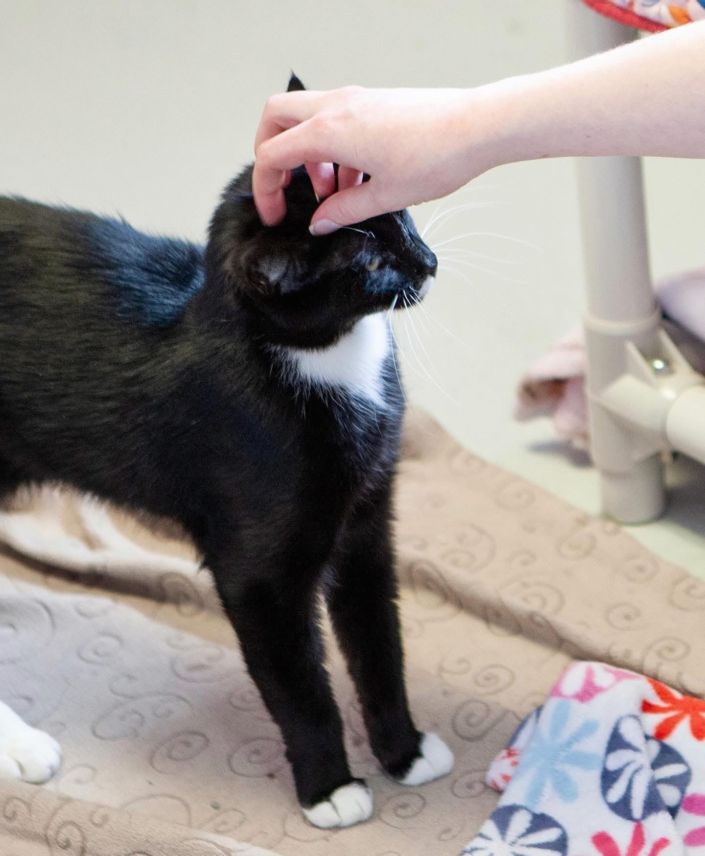 Huckleberry, an adoptable Domestic Short Hair in Lakewood, CO, 80215 | Photo Image 2