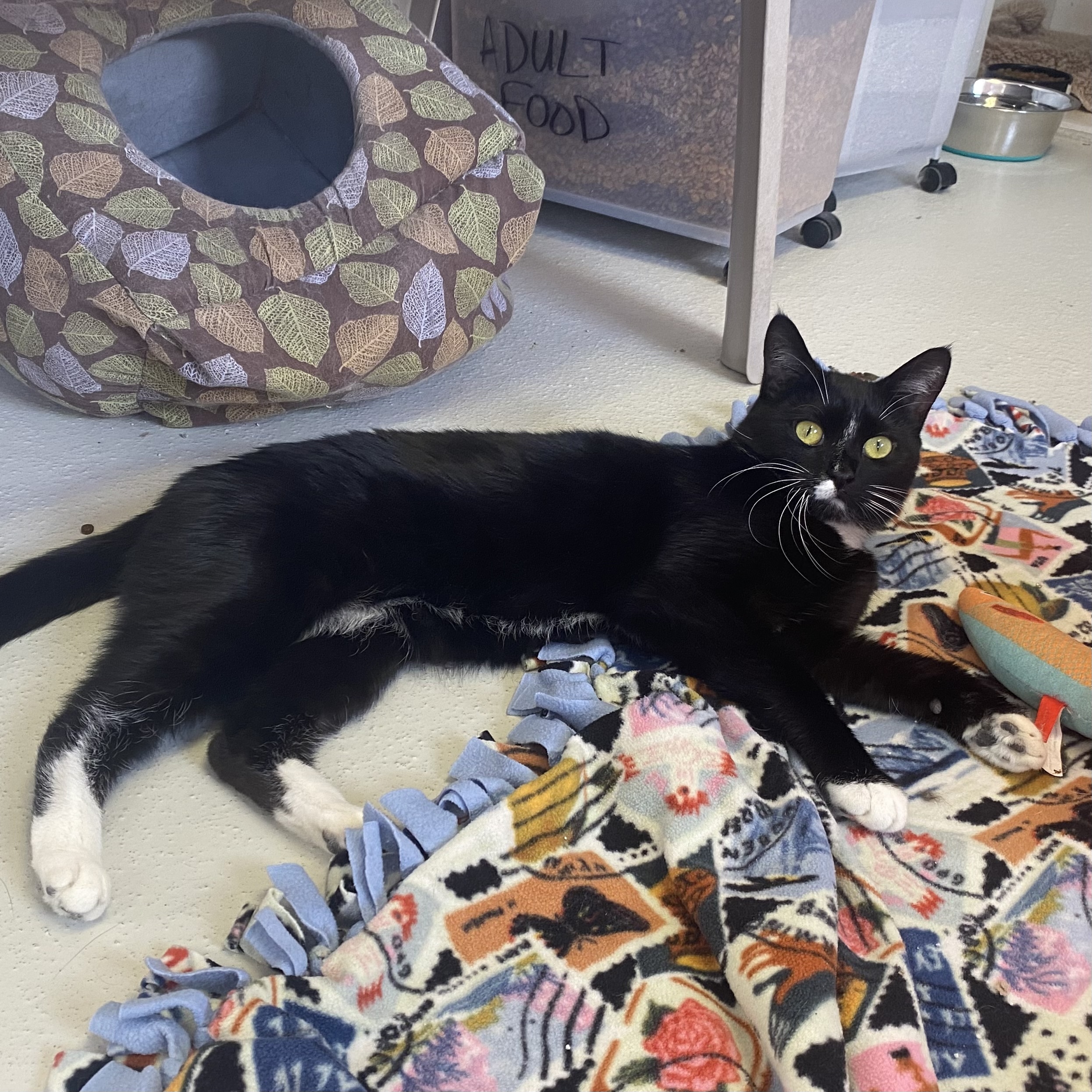 Huckleberry, an adoptable Domestic Short Hair in Lakewood, CO, 80215 | Photo Image 3