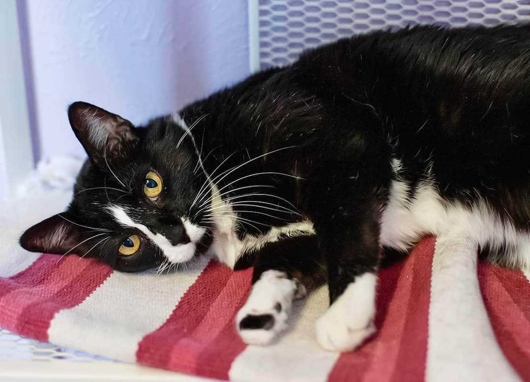 Miller, an adoptable Domestic Short Hair in Lakewood, CO, 80215 | Photo Image 1