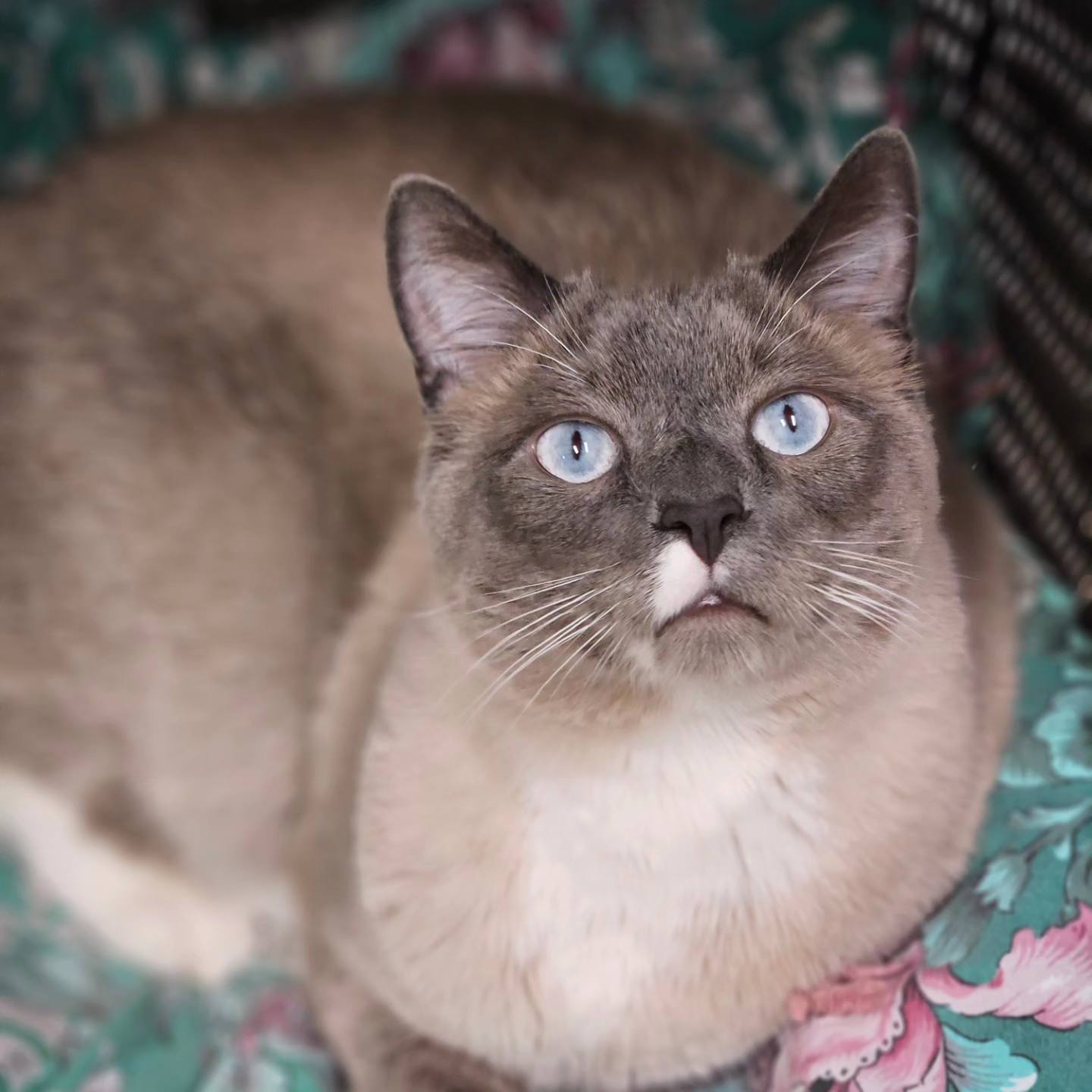 Devlin, an adoptable Domestic Short Hair, Snowshoe in Lakewood, CO, 80215 | Photo Image 1