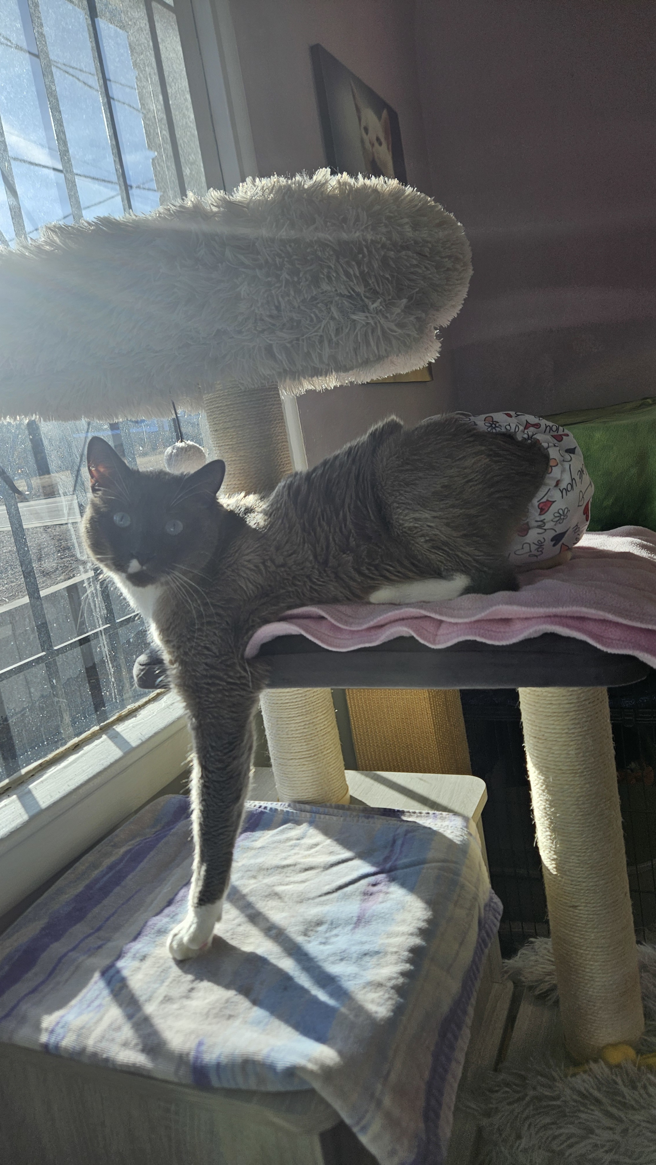 Devlin, an adoptable Domestic Short Hair, Snowshoe in Lakewood, CO, 80215 | Photo Image 2