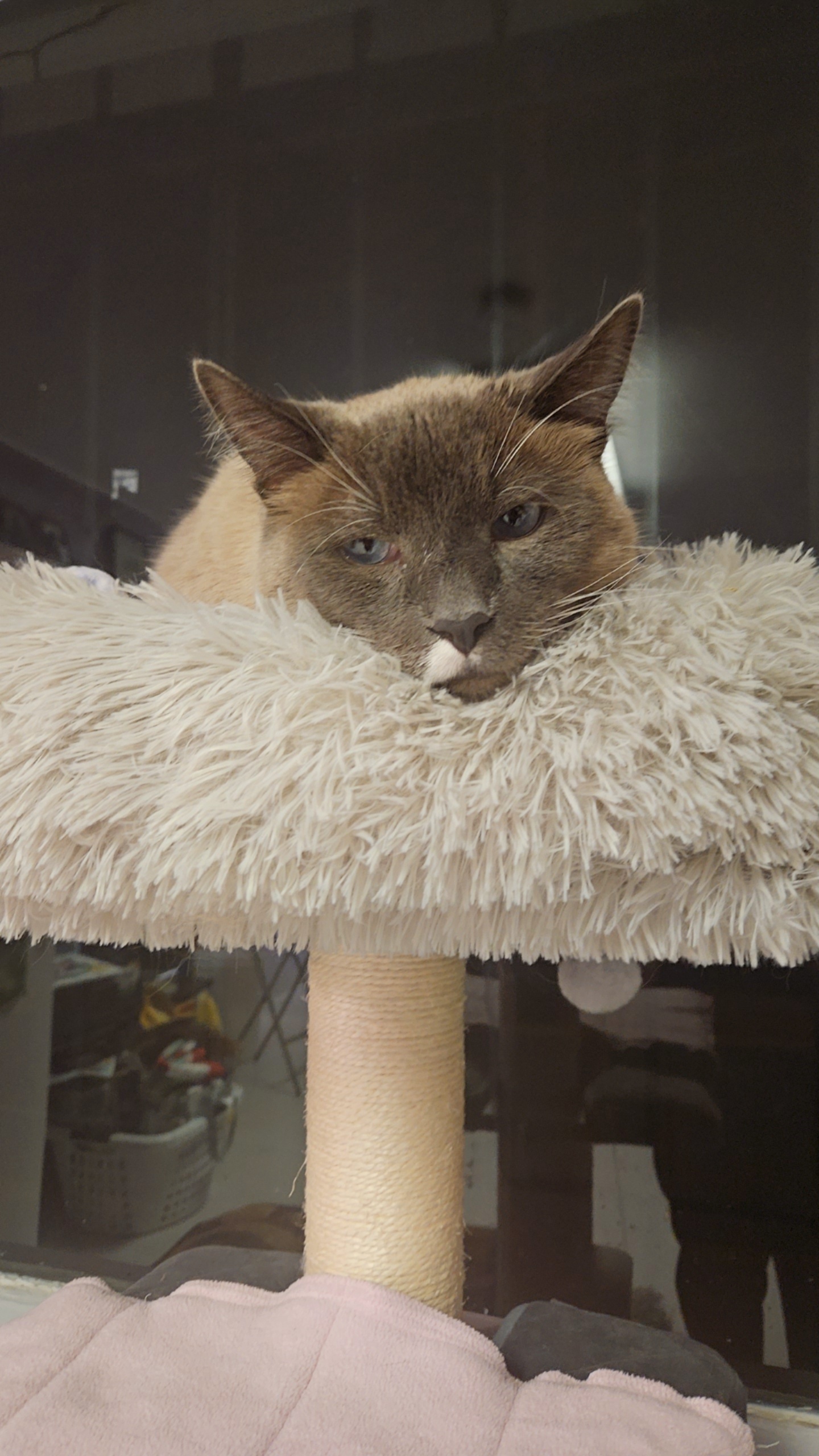 Devlin, an adoptable Domestic Short Hair, Snowshoe in Lakewood, CO, 80215 | Photo Image 3