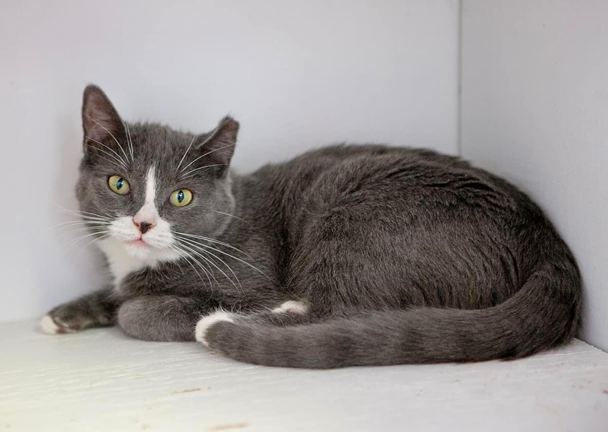 Aspen, an adoptable Domestic Short Hair in Lakewood, CO, 80215 | Photo Image 1