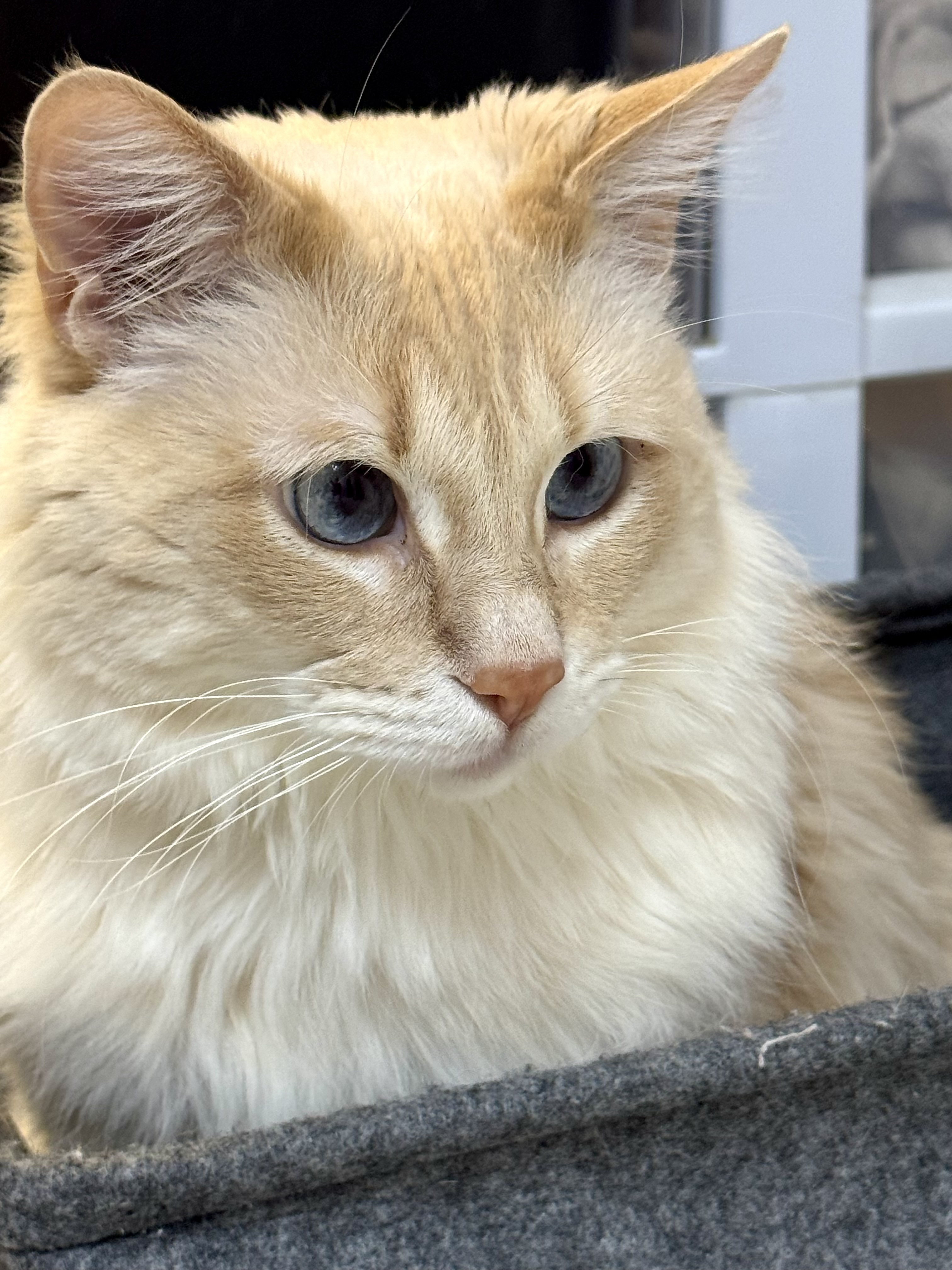 Sunstone, an adoptable Siamese, Domestic Long Hair in Lakewood, CO, 80215 | Photo Image 1
