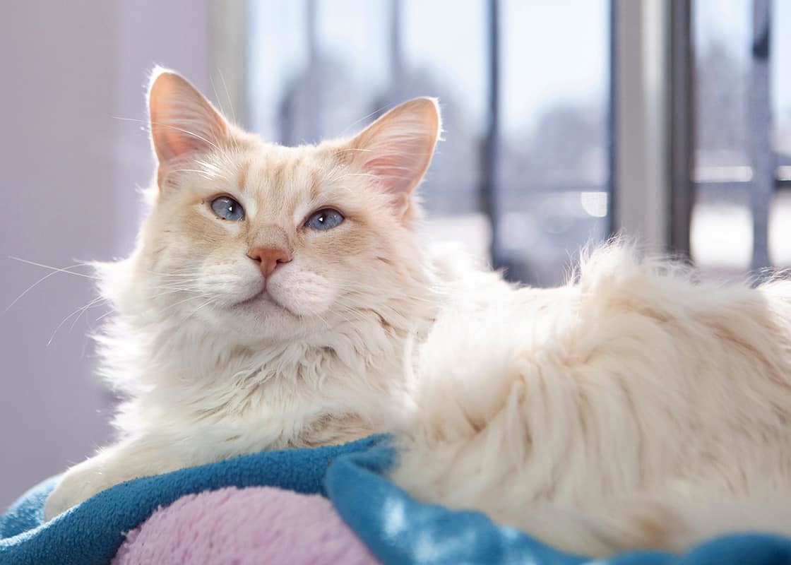 Sunstone, an adoptable Siamese, Domestic Long Hair in Lakewood, CO, 80215 | Photo Image 2