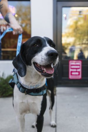Jett Vader, Adult Male Hound