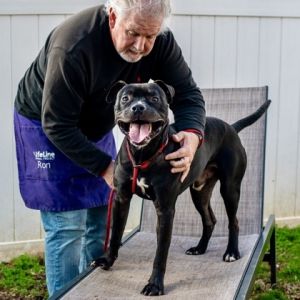 If there was an award given for dog with the best smile our vote goes to Leandros Volunteers were 