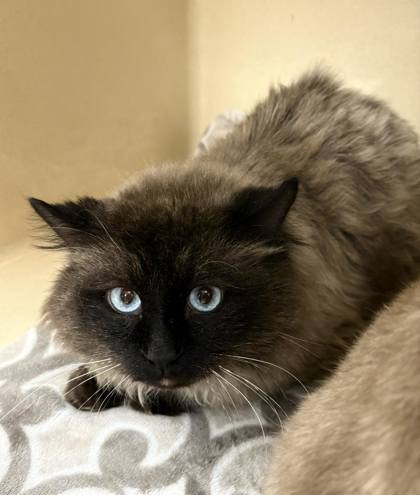 Sagwa, an adoptable Himalayan in Winchester, VA, 22601 | Photo Image 1