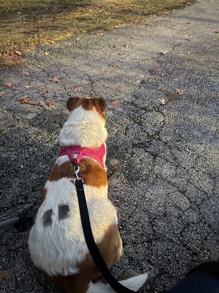 Willow