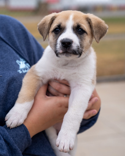 Mookie, an adoptable Labrador Retriever, Mixed Breed in Pequot Lakes, MN, 56472 | Photo Image 1