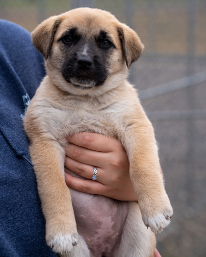 Mika, an adoptable Labrador Retriever, Mixed Breed in Pequot Lakes, MN, 56472 | Photo Image 1