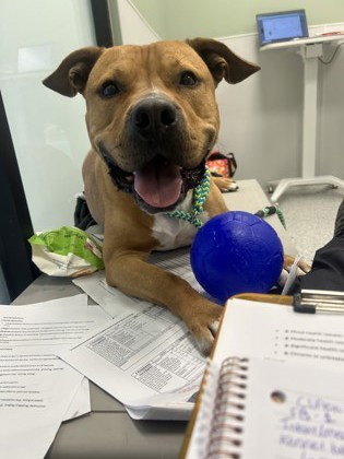 Clifton, an adoptable Pit Bull Terrier, Bullmastiff in Twinsburg, OH, 44087 | Photo Image 1