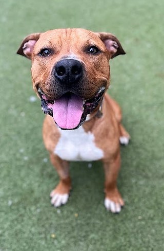 Clifton, an adoptable Pit Bull Terrier, Bullmastiff in Twinsburg, OH, 44087 | Photo Image 2