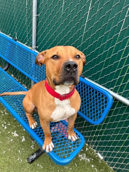 Clifton, an adoptable Pit Bull Terrier, Bullmastiff in Twinsburg, OH, 44087 | Photo Image 3