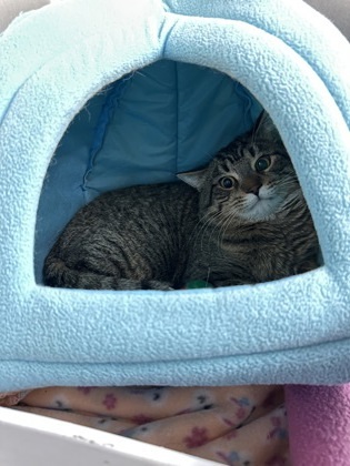 Wyatt (Barn Cat), an adoptable Domestic Short Hair in Rhinelander, WI, 54501 | Photo Image 1