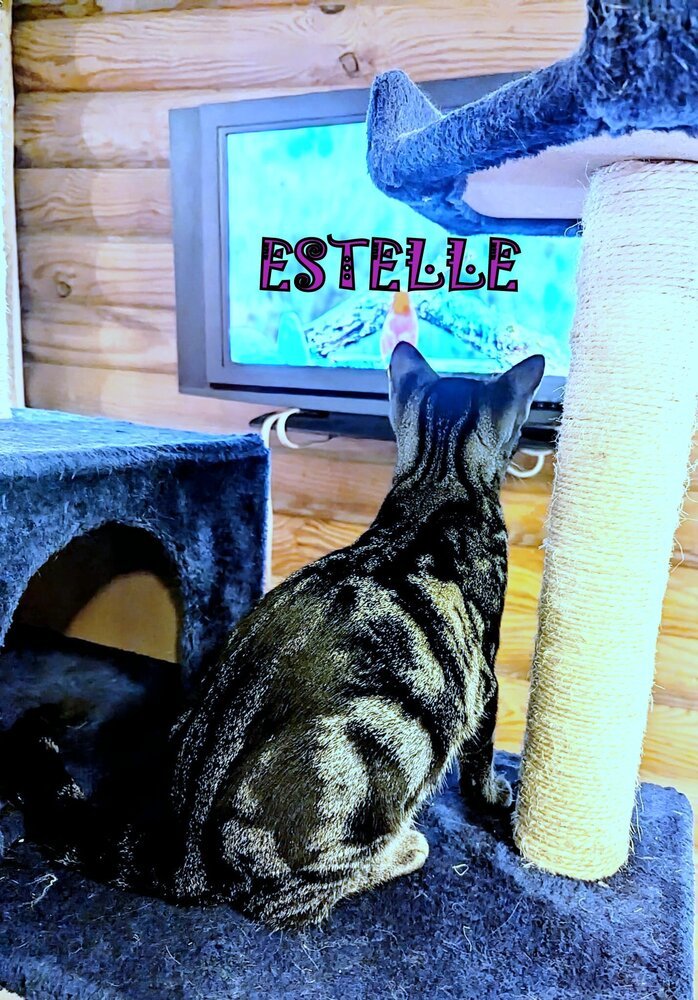 Estelle