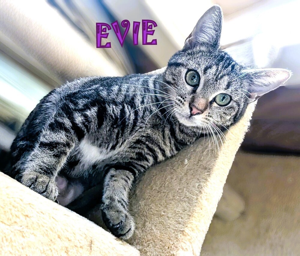 Evie