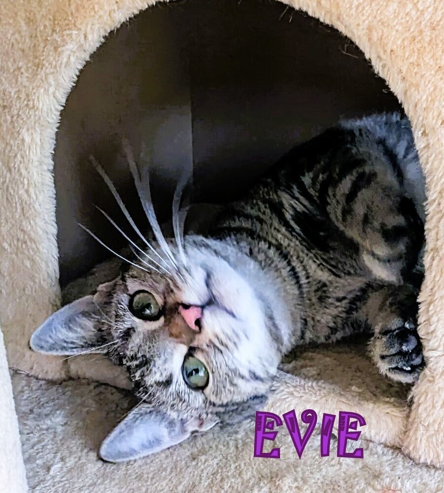 Evie