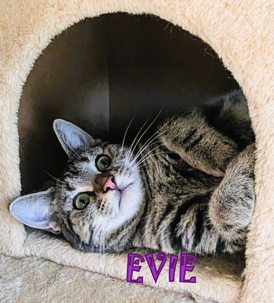 Evie